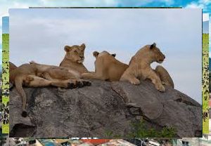 lions in central serengeti